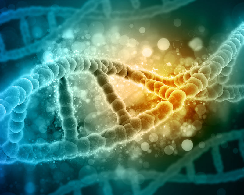 DNA-Strang mit Nukleotiden zur Zellteilung pflanzlich gesund