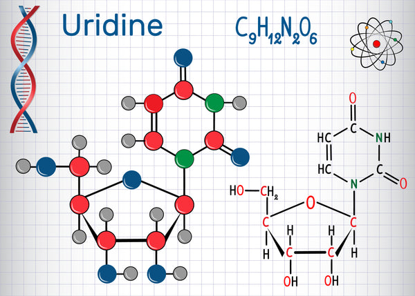 Uridin (UMP)