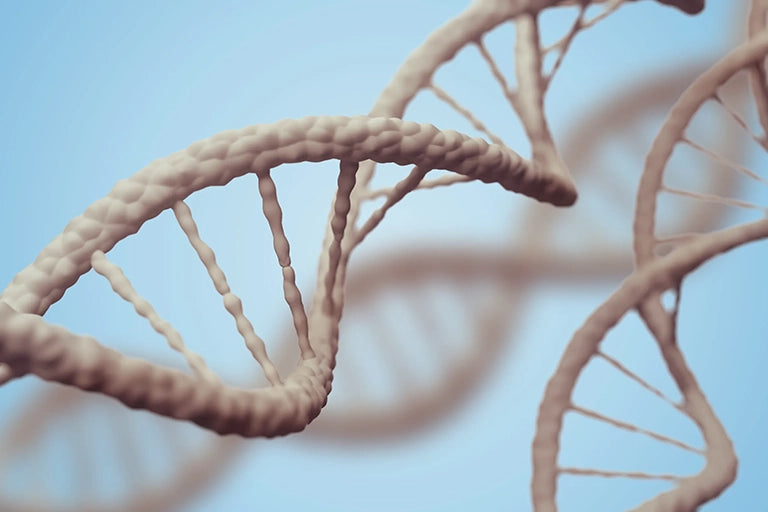 vegan nukleotid nukleotide dna rna gesund 